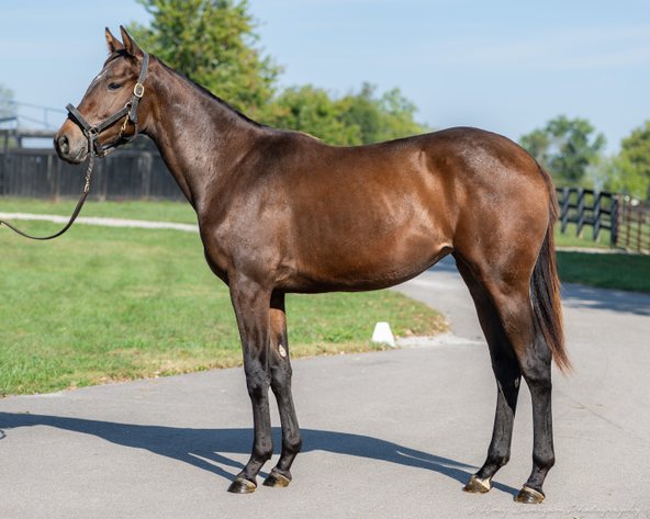 Image for ITOBA 2025 Fall Yearling Auction & Paddock Sale - SATURDAY OCTOBER 11TH - Shelbyville, Indiana