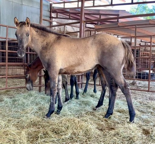 Image for Jones Livestock Auction FALL ROUNDUP SPECIAL HORSE & TACK SALE!   SATURDAY, OCTOBER 11TH!