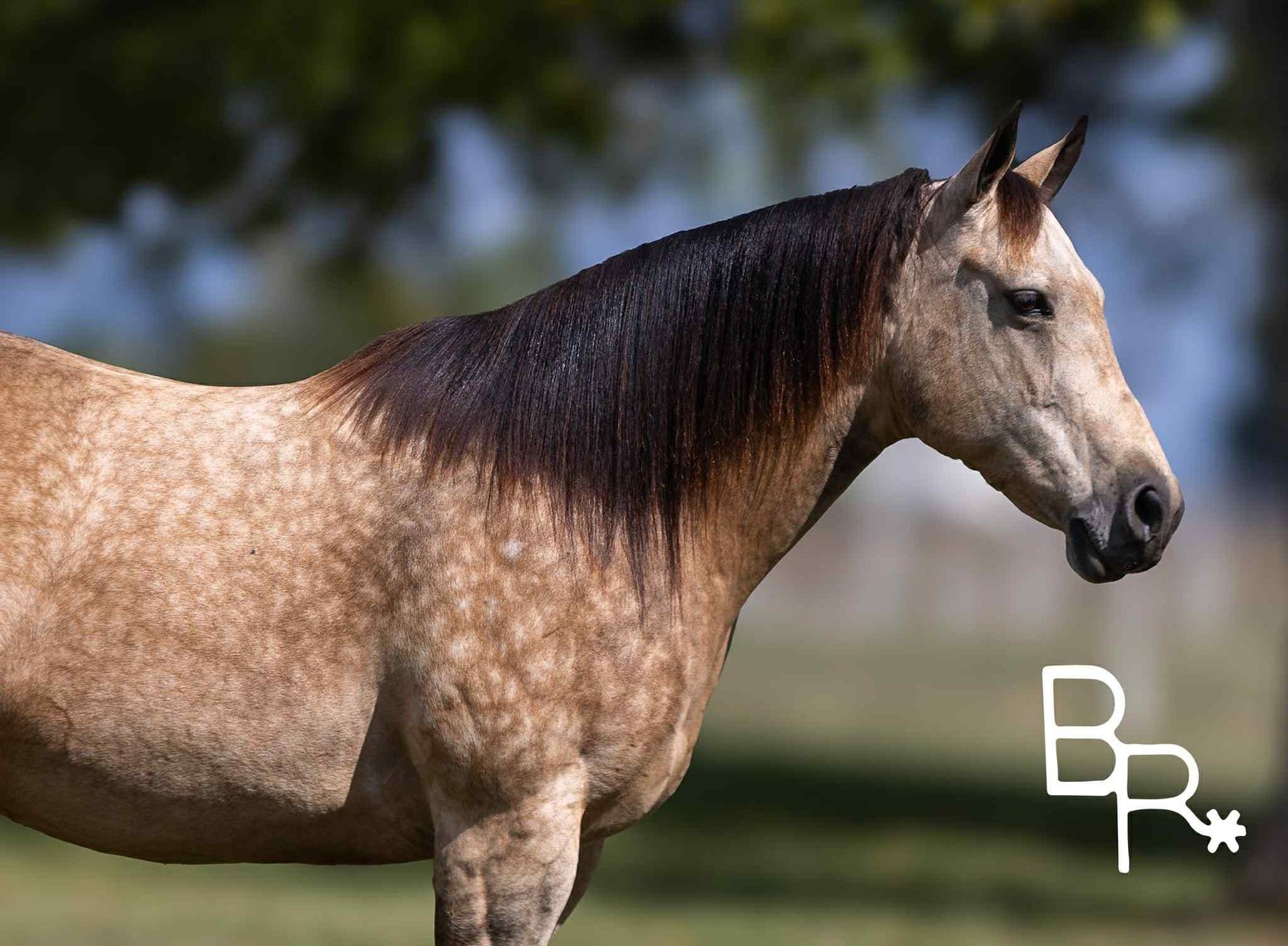 Image for Interstate Regional Stockyards Horse Sale - Cuba, Missouri WEDNESDAY OCTOBER 15TH
