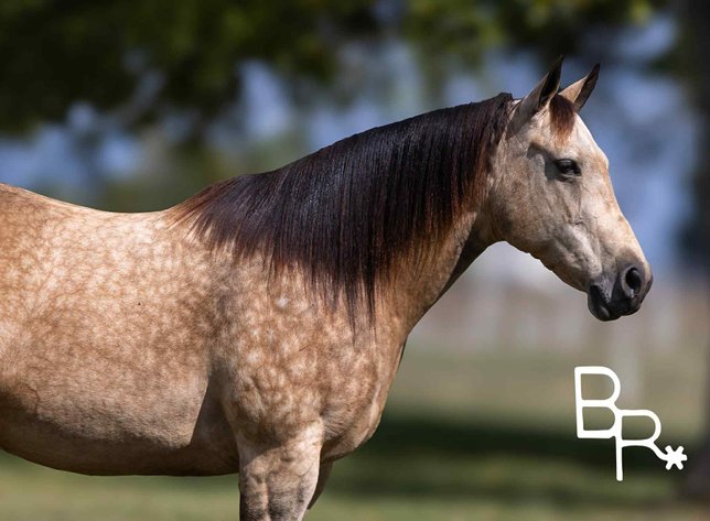 Image for Interstate Regional Stockyards Horse Sale - Cuba, Missouri WEDNESDAY OCTOBER 15TH