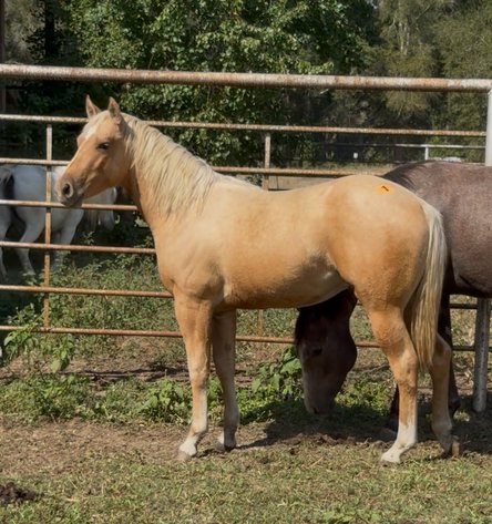 Image for Mize Horse Sale  - SATURDAY, OCTOBER 18TH - Mize, Mississippi