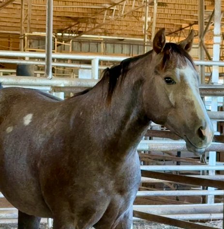 Image for Mize Horse Sale  - SATURDAY, OCTOBER 18TH - Mize, Mississippi