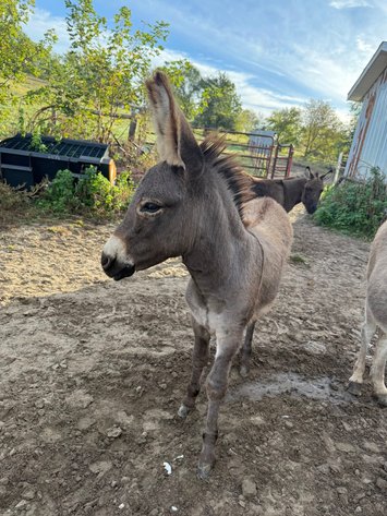 Image for Colfax Horse Sale - SUNDAY, OCTOBER 19TH - Colfax, Iowa