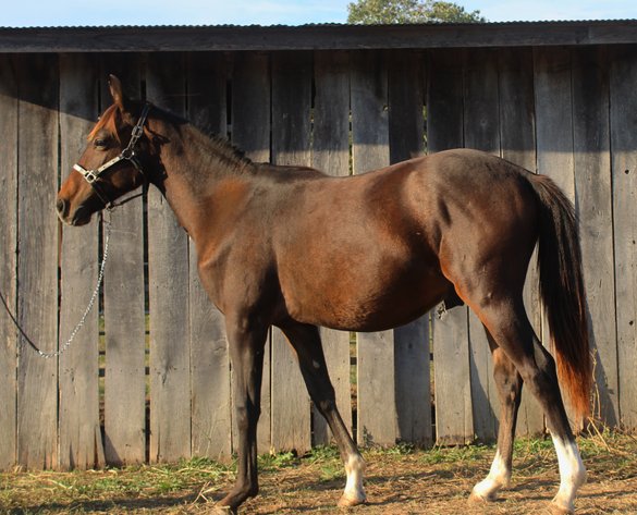 Image for Kingsville Livestock Auction Special Horse Sale - SATURDAY, OCTOBER 25TH - Kingsville, MO