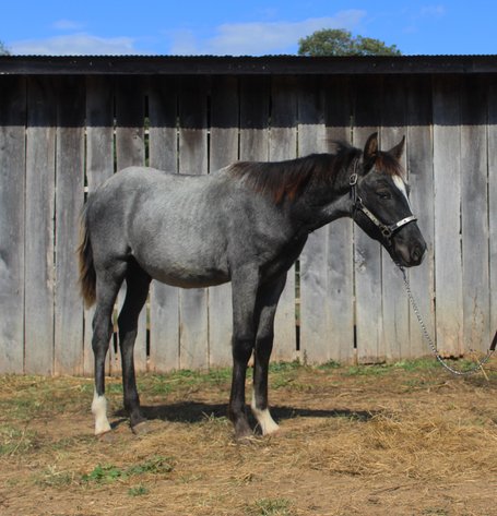 Image for Kingsville Livestock Auction Special Horse Sale - SATURDAY, OCTOBER 25TH - Kingsville, MO