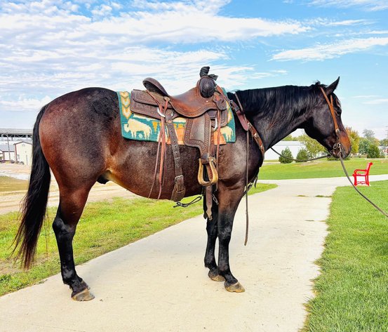 Image for Shamrock Livestock Market Horse Sale - WEDNESDAY, OCTOBER 22ND - O'Neill, Nebraska