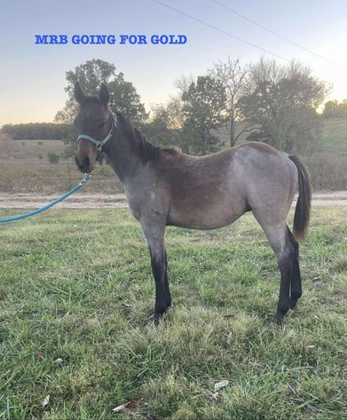 Image for Kingsville Livestock Auction Special Horse Sale - SATURDAY, OCTOBER 25TH - Kingsville, MO