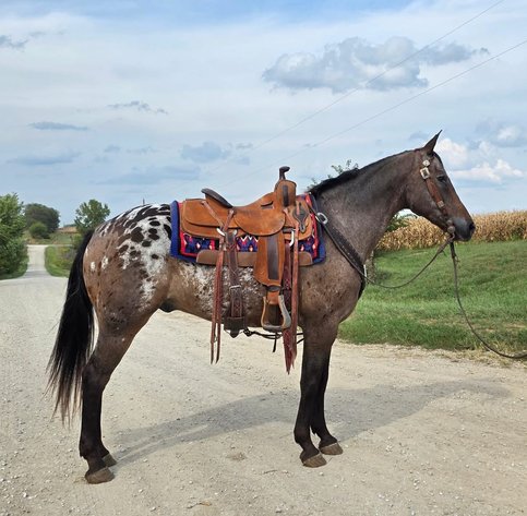 Image for Maryville Horse Sale  - SATURDAY, OCTOBER 25TH - Maryville, Missouri