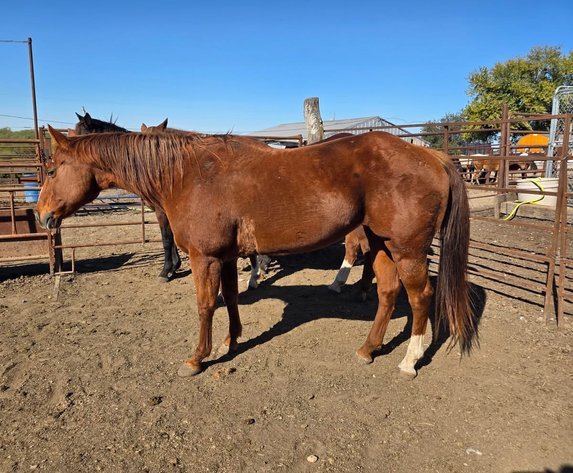 Image for Maryville Horse Sale  - SATURDAY, OCTOBER 25TH - Maryville, Missouri