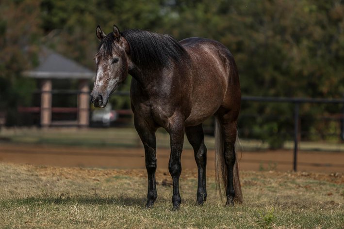 Image for Corsica Horse Sales Catalog Horse Sale   SATURDAY, NOVEMBER 1ST - Corsica, South Dakota