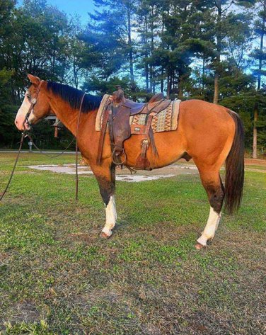 Image for Corsica Horse Sales Catalog Horse Sale   SATURDAY, NOVEMBER 1ST - Corsica, South Dakota