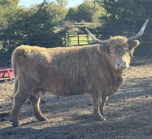 Image for Jones Livestock Auction THURSDAY NOVEMBER 6TH -  Jones, Oklahoma