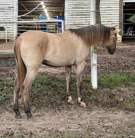 Image for Mize Horse Sale  - SATURDAY, NOVEMBER 15TH - Mize, Mississippi