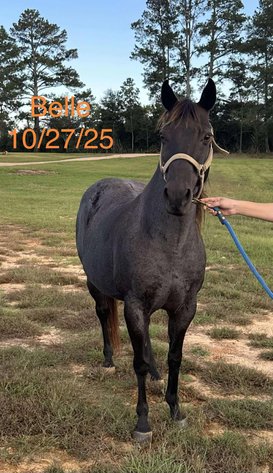 Image for Mize Horse Sale  - SATURDAY, NOVEMBER 15TH - Mize, Mississippi