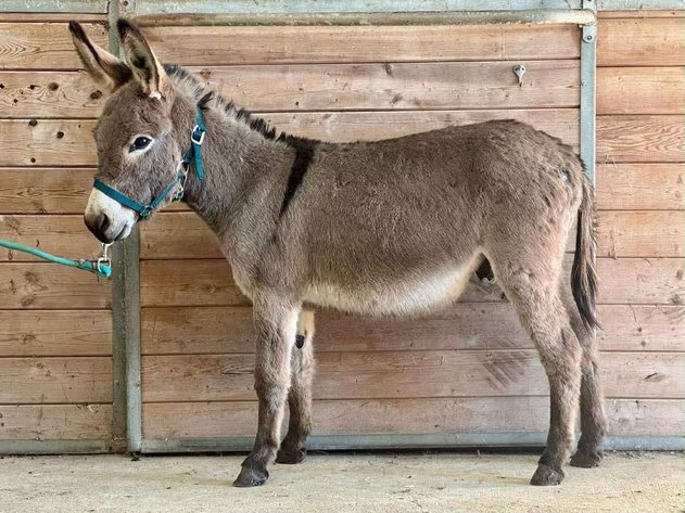 Image for Mize Horse Sale  - SATURDAY, NOVEMBER 15TH - Mize, Mississippi