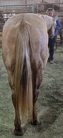 Image for Interstate Regional Stockyards Horse Sale - Cuba, Missouri WEDNESDAY NOVEMBER 19TH