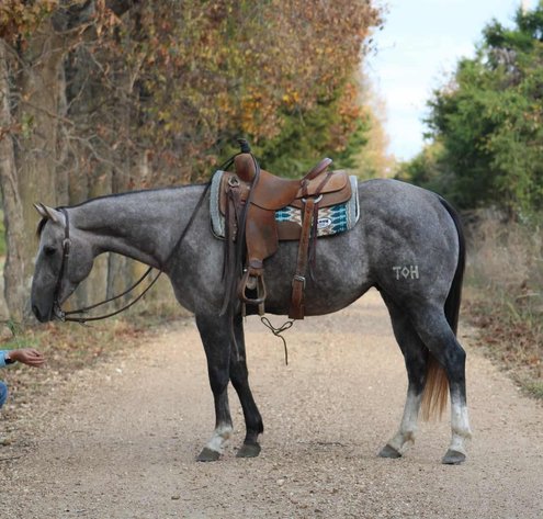 Image for Interstate Regional Stockyards Horse Sale - Cuba, Missouri WEDNESDAY NOVEMBER 19TH