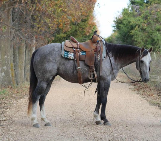 Image for Interstate Regional Stockyards Horse Sale - Cuba, Missouri WEDNESDAY NOVEMBER 19TH
