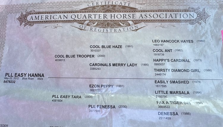 Image for Courtland Tack And Horse Auction- Saturday November 15, 2025