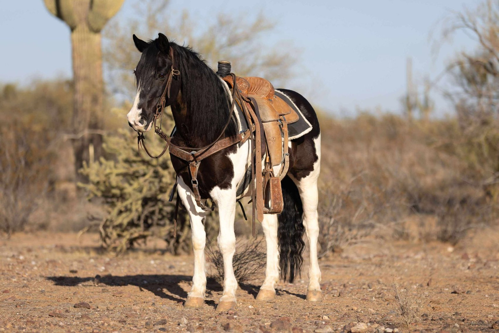 Image for Interstate Regional Stockyards Horse Sale - Cuba, Missouri WEDNESDAY NOVEMBER 19TH