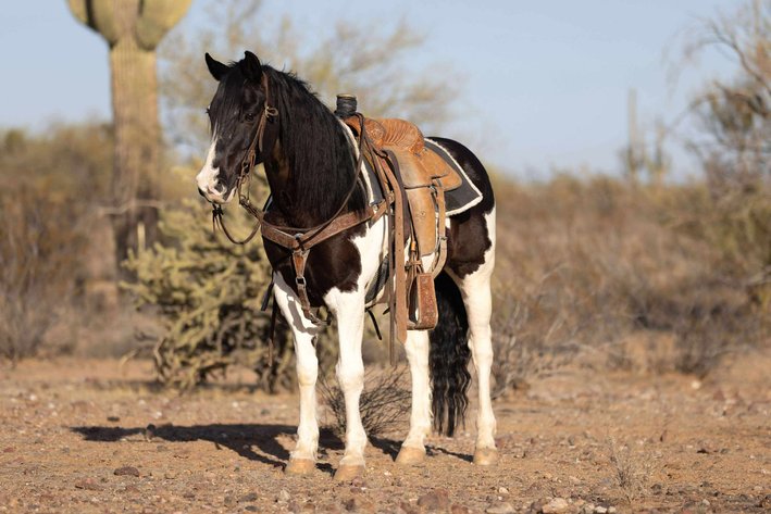 Image for Interstate Regional Stockyards Horse Sale - Cuba, Missouri WEDNESDAY NOVEMBER 19TH