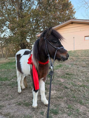 Image for Springfield Livestock Horse Sale FRIDAY NOVEMBER 28TH - Springfield, MO