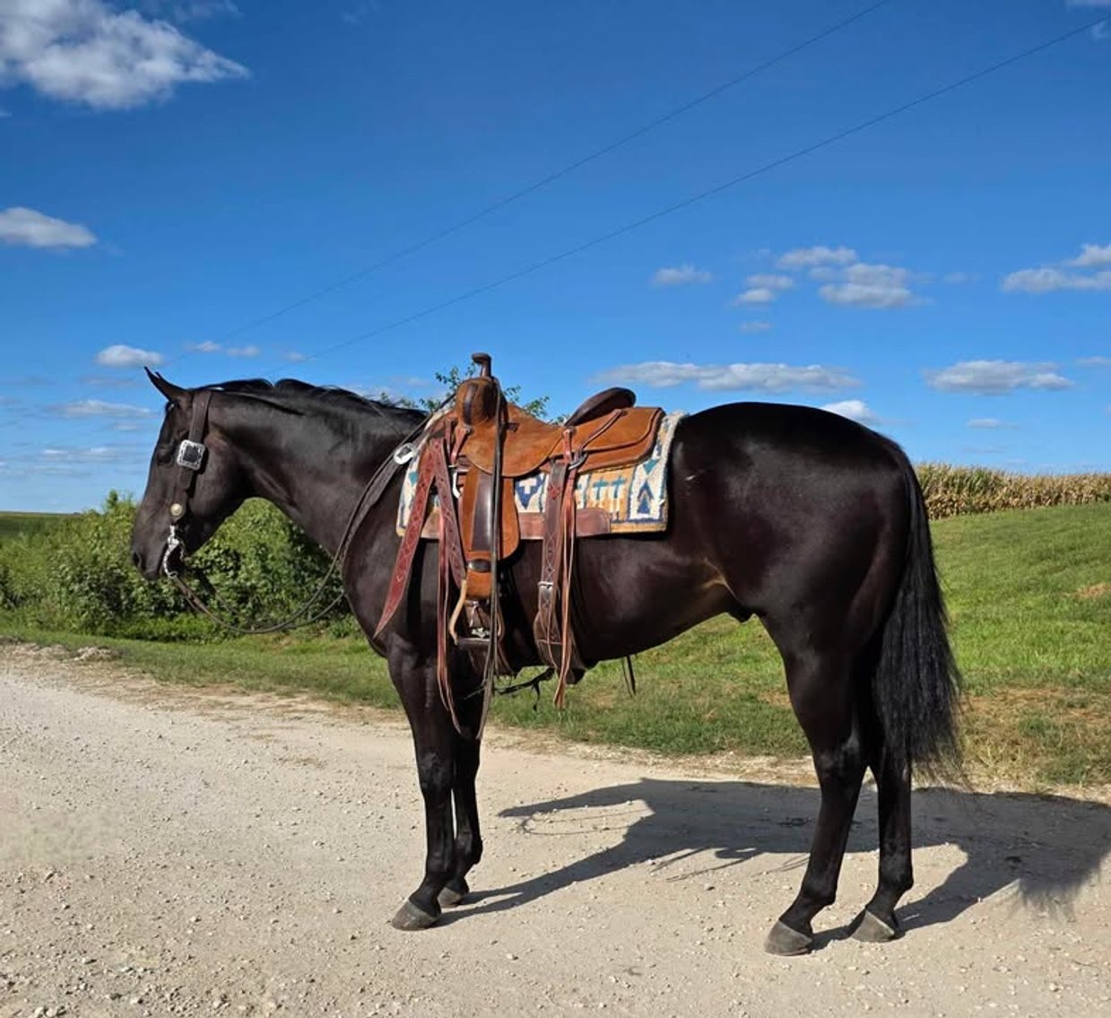 Image for Casino Classic NEW YEARS DAY All Breed Horse Sale - Oak Grove, Kentucky