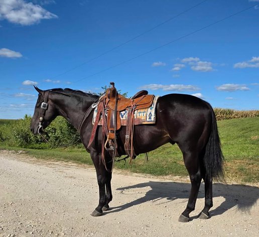 Image for Casino Classic NEW YEARS DAY All Breed Horse Sale - Oak Grove, Kentucky
