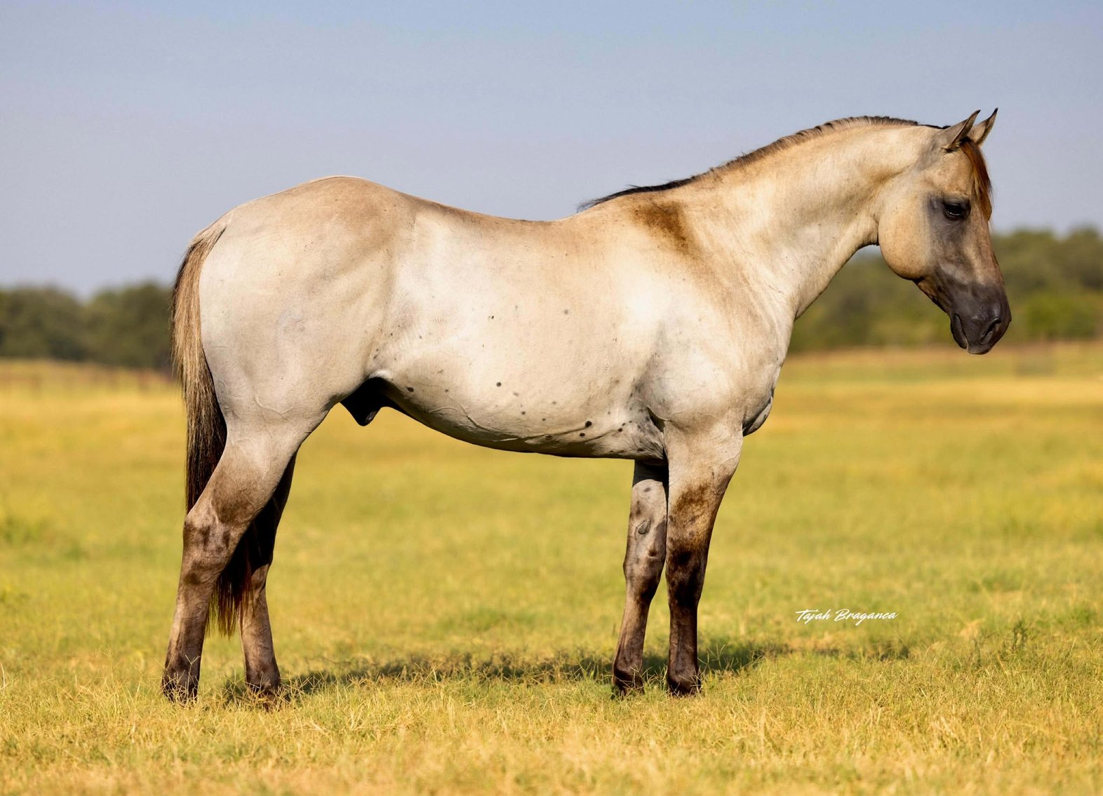 Image for Jones Livestock Auction Christmas HORSE & TACK SALE!   SATURDAY, DECEMBER 13TH!