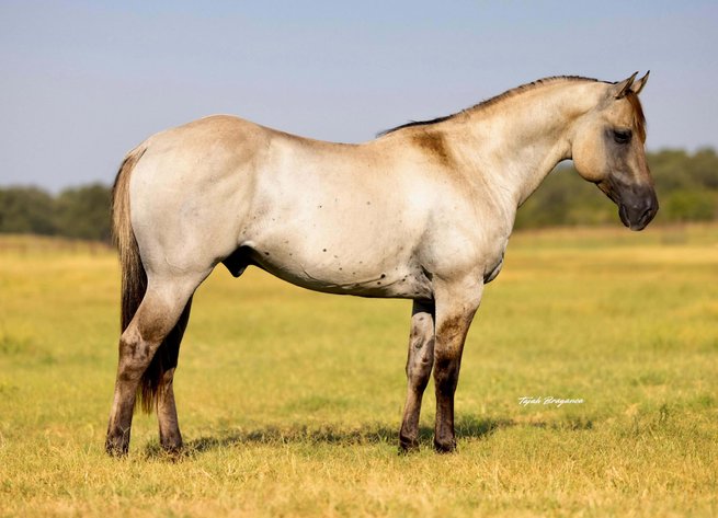 Image for Jones Livestock Auction Christmas HORSE & TACK SALE!   SATURDAY, DECEMBER 13TH!