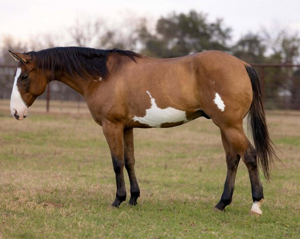 Image for Jones Livestock Auction Christmas HORSE & TACK SALE!   SATURDAY, DECEMBER 13TH!