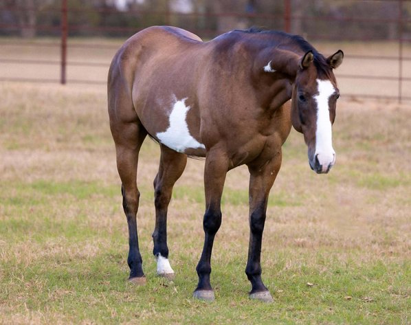 Image for Jones Livestock Auction Christmas HORSE & TACK SALE!   SATURDAY, DECEMBER 13TH!