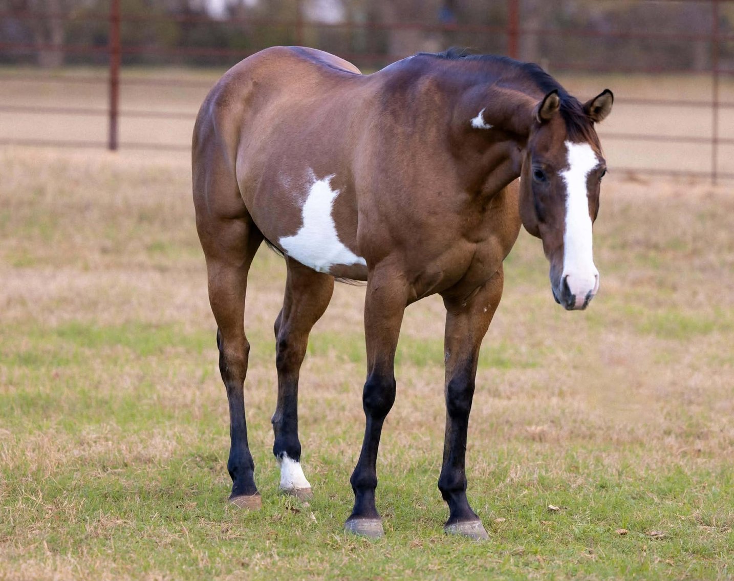 Image for Jones Livestock Auction Christmas HORSE & TACK SALE!   SATURDAY, DECEMBER 13TH!