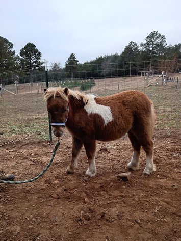 Image for Fort Smith Horse & Mule Sale - SATURDAY, DECEMBER 20TH - Moffett, Oklahoma