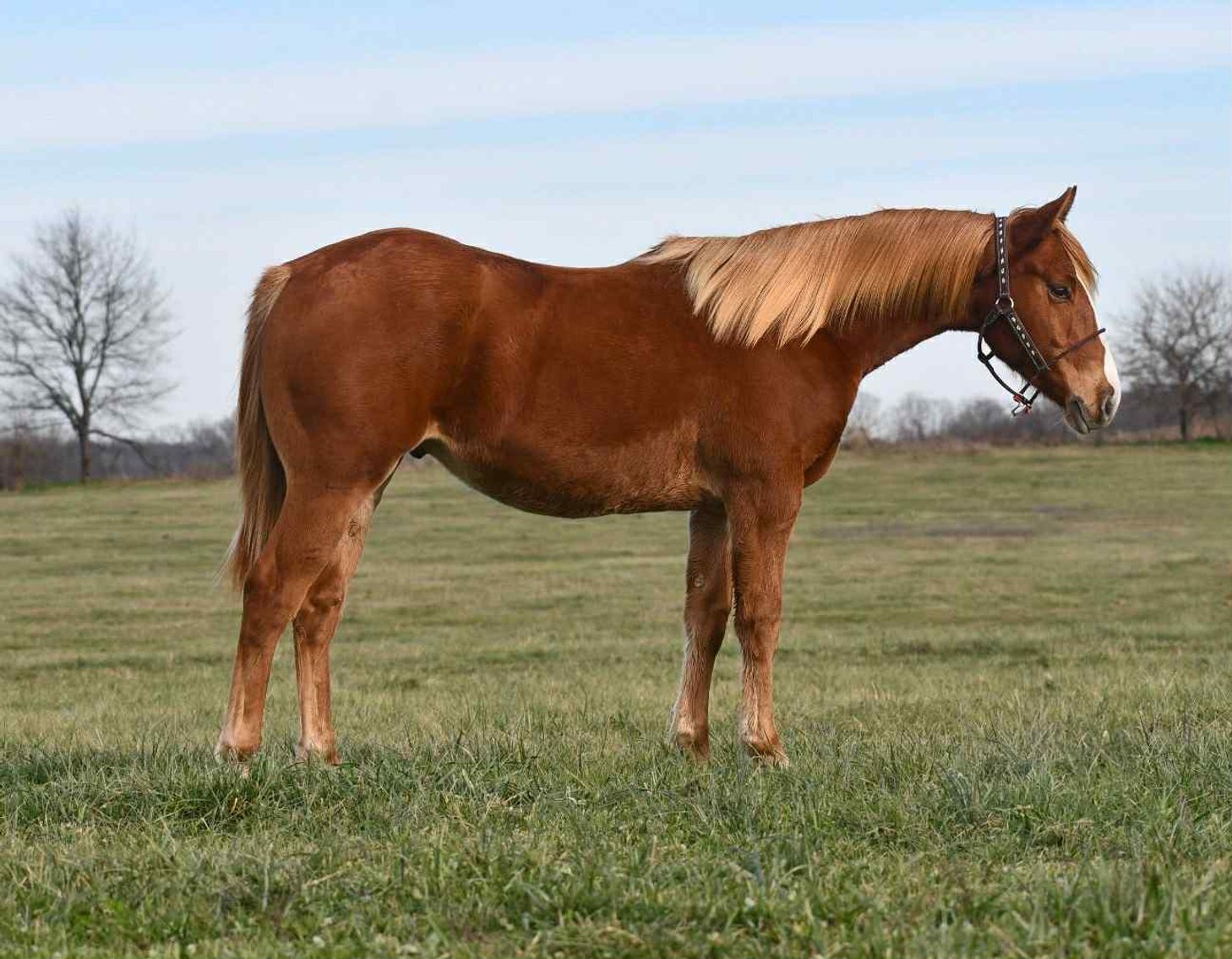 Image for Jones Livestock Auction Christmas HORSE & TACK SALE!   SATURDAY, DECEMBER 13TH!