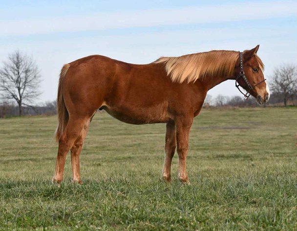 Image for Jones Livestock Auction Christmas HORSE & TACK SALE!   SATURDAY, DECEMBER 13TH!