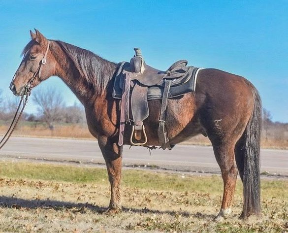 Image for Fort Smith Horse & Mule Sale - SATURDAY, DECEMBER 20TH - Moffett, Oklahoma