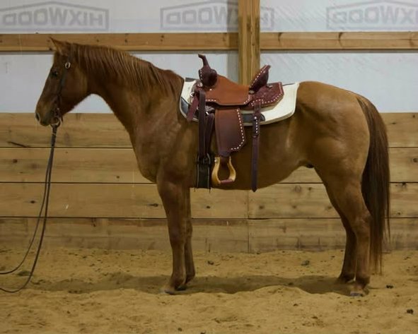 Image for Fort Smith Horse & Mule Sale - SATURDAY, DECEMBER 20TH - Moffett, Oklahoma