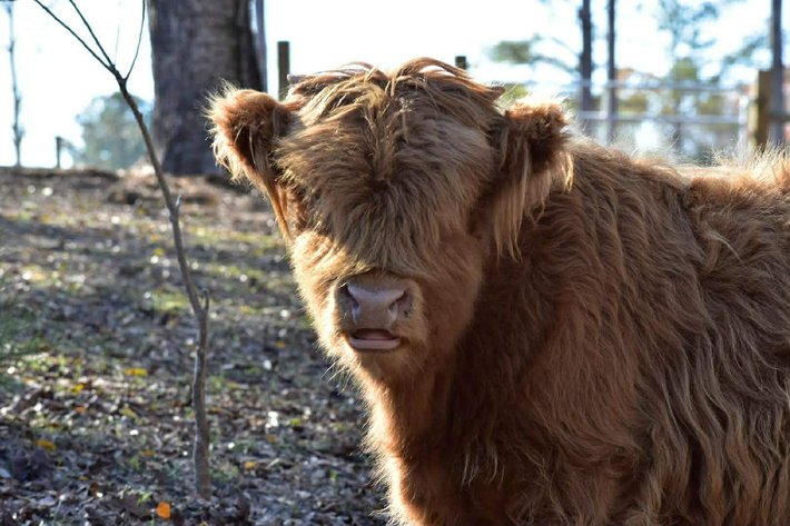 Image for Mize Horse Sale Christmas Special - SATURDAY, DECEMBER 20TH - Mize, Mississippi