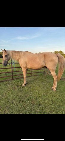 Image for Courtland Tack And Horse Auction Christmas Special  Saturday December 20,2025