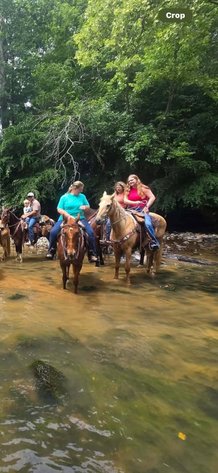 Image for Courtland Tack And Horse Auction Christmas Special  Saturday December 20,2025