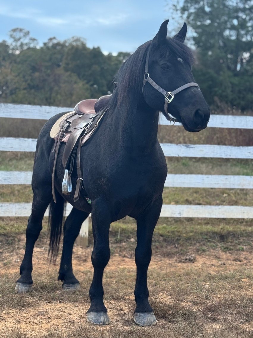 Image for Courtland Tack And Horse Auction Christmas Special  Saturday December 20,2025