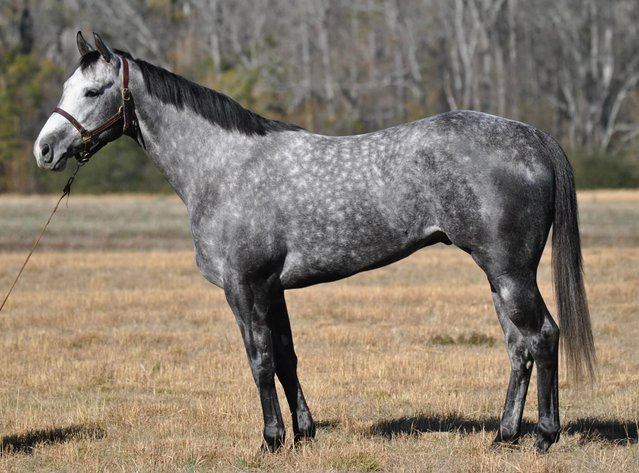 Image for Casino Classic NEW YEARS DAY All Breed Horse Sale - Oak Grove, Kentucky