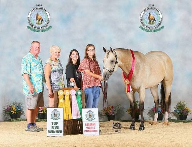 Image for Holiday Registered Horse Sale - SATURDAY, DECEMBER 27TH - Delavan, Illinois