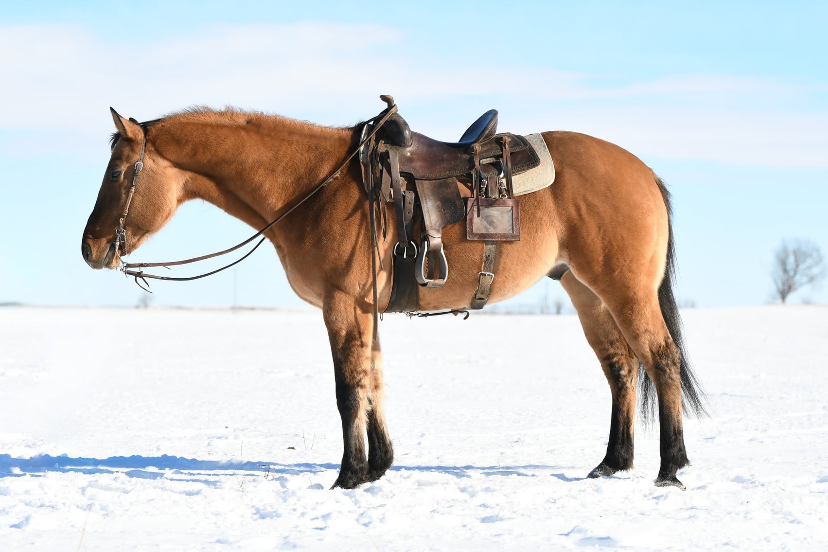 Image for Holiday Registered Horse Sale - SATURDAY, DECEMBER 27TH - Delavan, Illinois