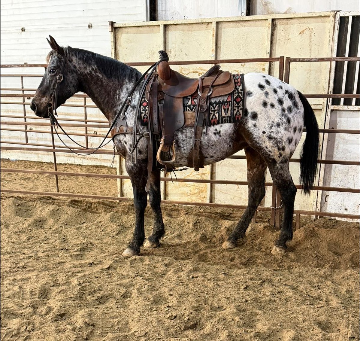 Image for Shamrock Livestock Market Horse Sale - SATURDAY, JANUARY 3RD - O'Neill, Nebraska