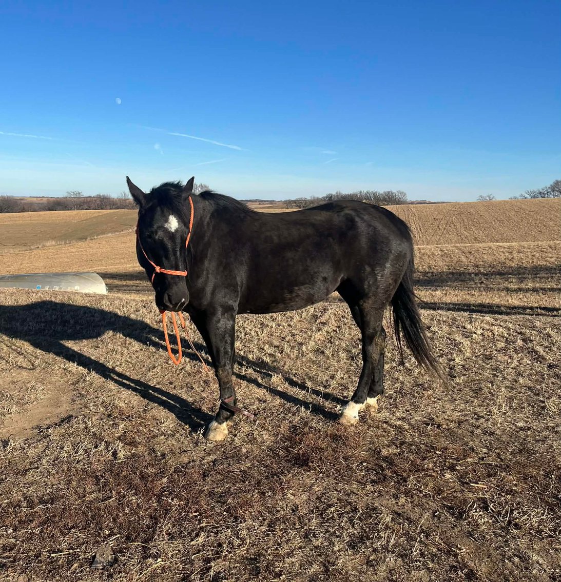 Image for Shamrock Livestock Market Horse Sale - SATURDAY, JANUARY 3RD - O'Neill, Nebraska