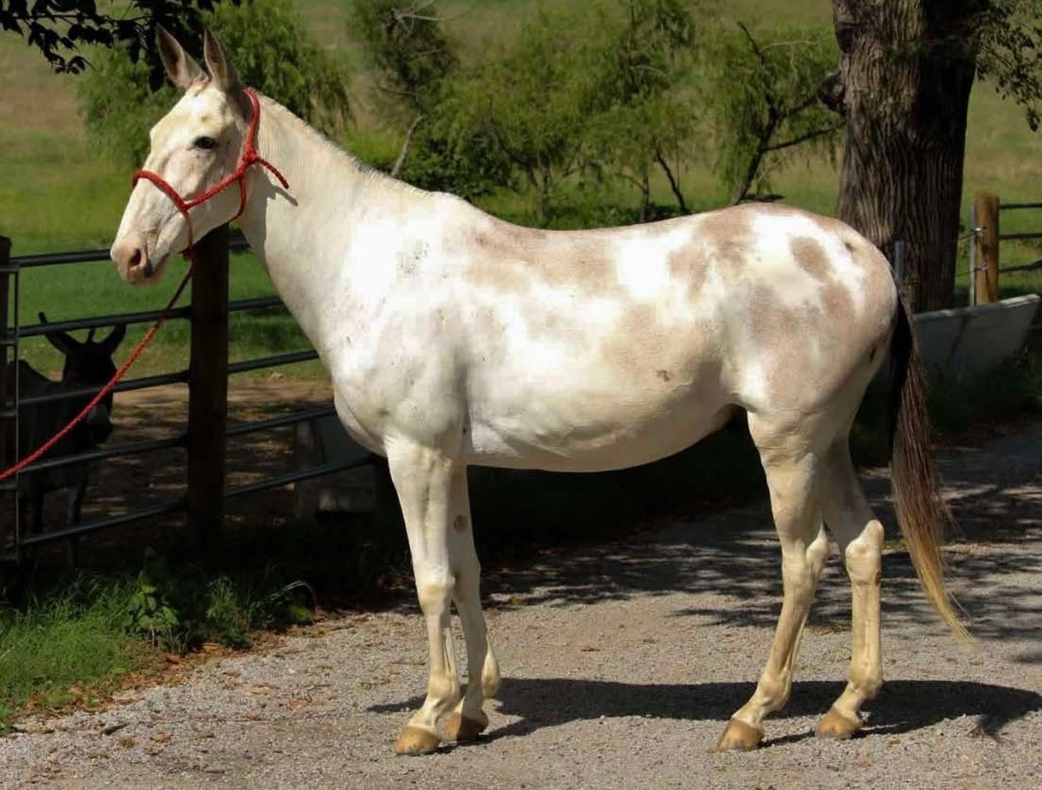 Image for Tennessee Mule Sales - Traditional Colt Sale - Reese Bros. Lebanon TN January 10th