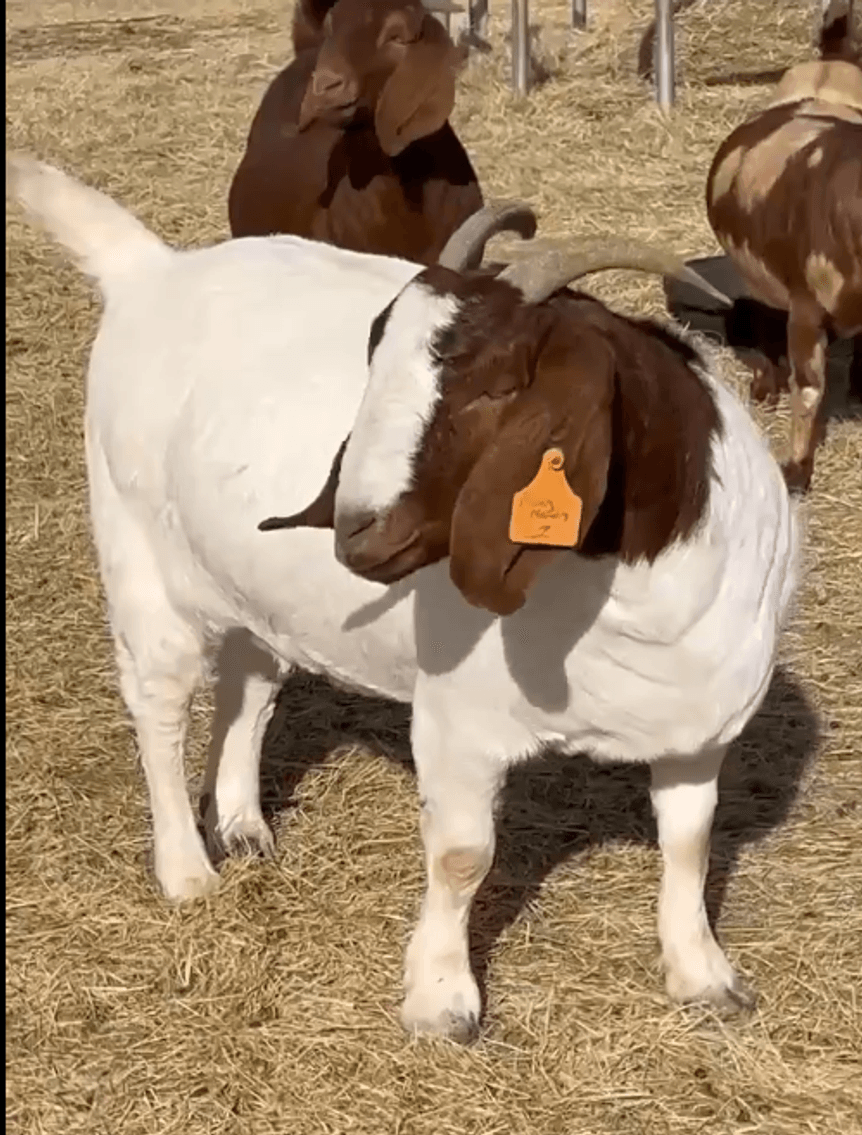 Image for Jones Livestock Auction THURSDAY JANUARY 8TH -  Jones, Oklahoma