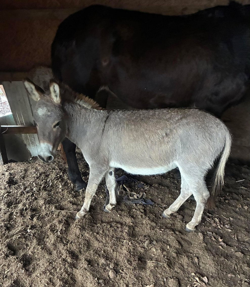 Image for Mize Horse Sale - SATURDAY, JANUARY 17TH - Mize, Mississippi